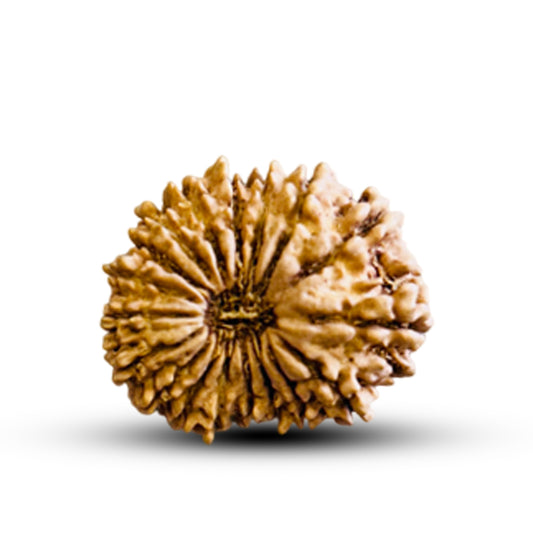 18 Mukhi Rudraksha (Nepali) - Regular