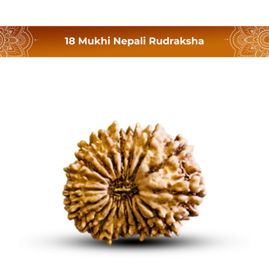 18 Mukhi Rudraksha (Nepali) - Regular