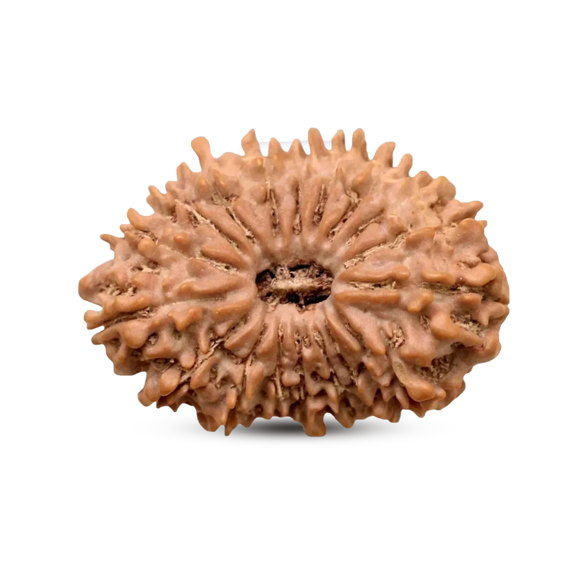 18 Mukhi Rudraksha (Nepali) - Medium