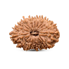 18 Mukhi Rudraksha (Nepali) - Collector