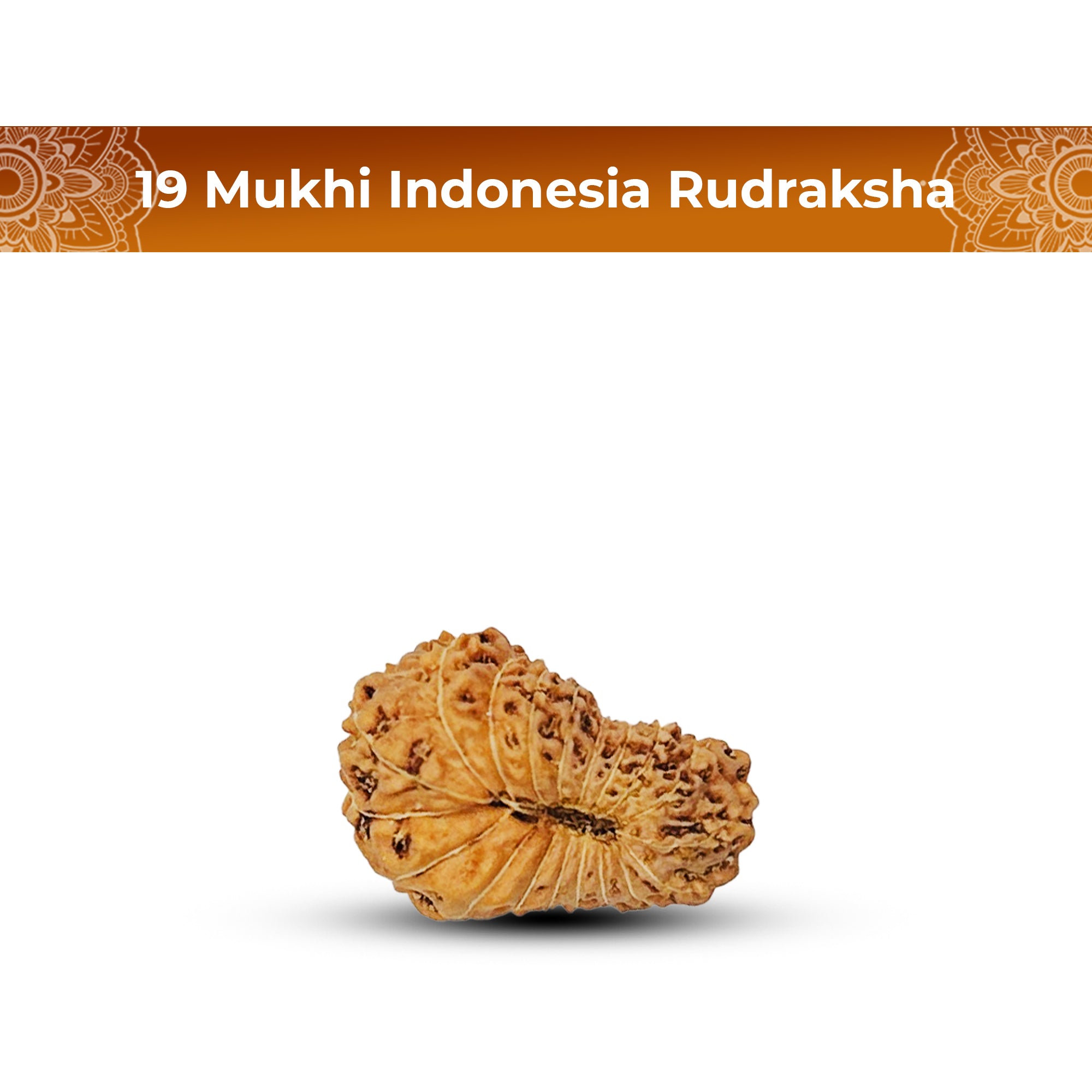 19 Mukhi Rudraksha (Indonesian)