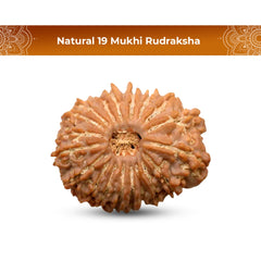 19 Mukhi Rudraksha (Nepali) - Regular