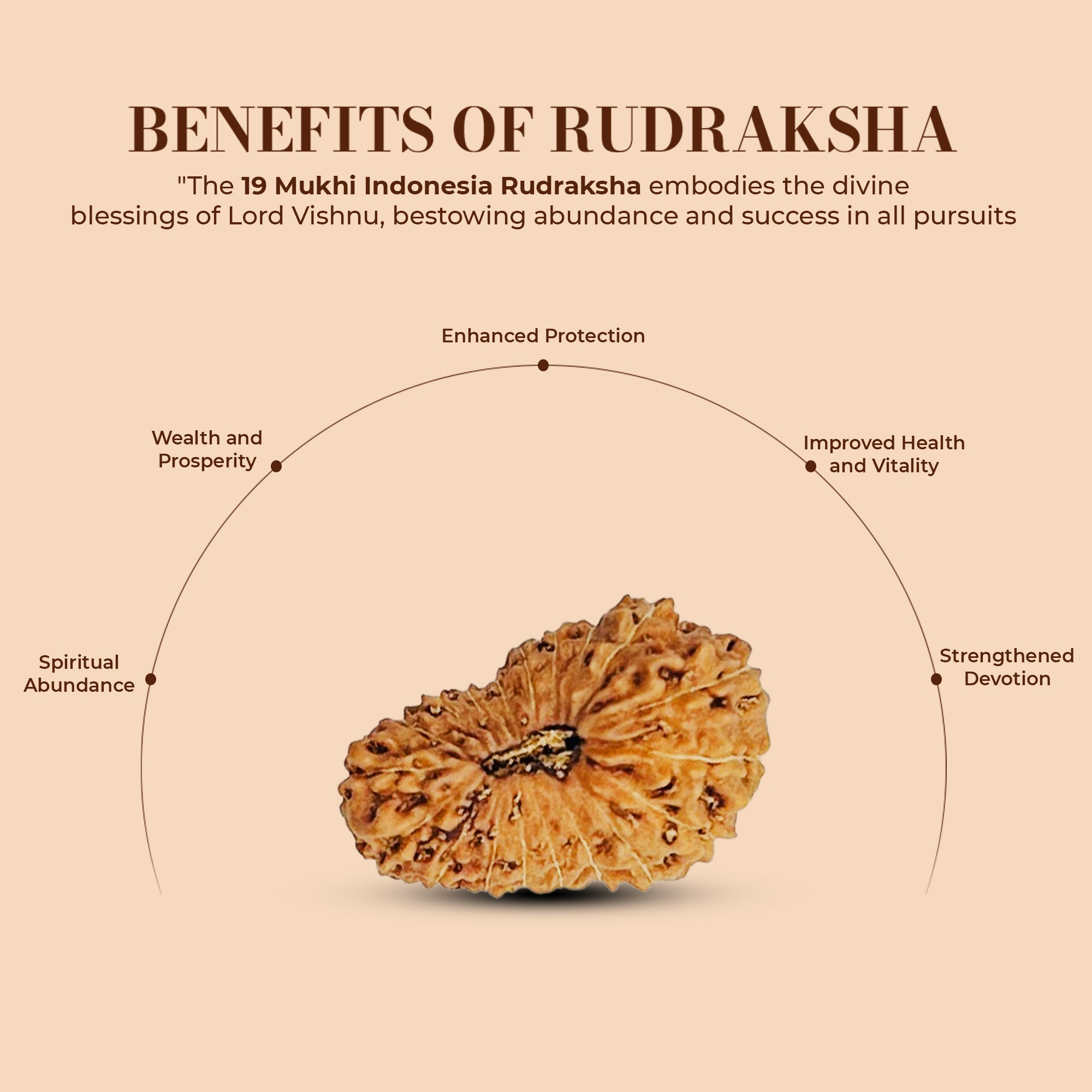 19 Mukhi Rudraksha (Indonesian)