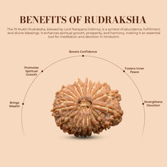 19 Mukhi Rudraksha (Nepali) - Medium