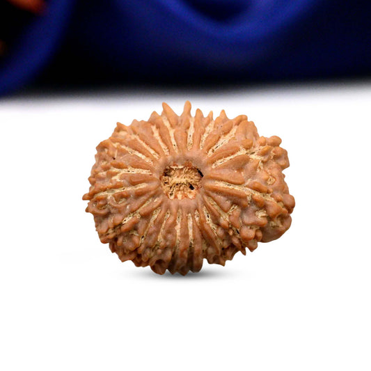 19 Mukhi Rudraksha (Nepali) - Super Collector