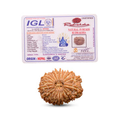 19 Mukhi Rudraksha (Nepali) - Medium