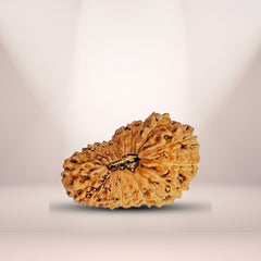 19 Mukhi Rudraksha (Indonesian)