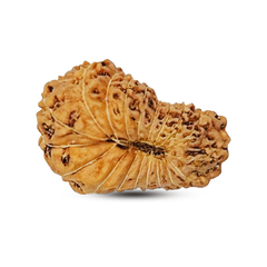 19 Mukhi Rudraksha (Indonesian)