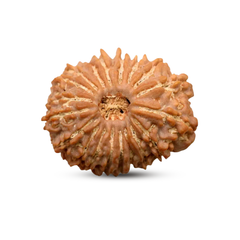 19 Mukhi Rudraksha (Nepali) - Collector