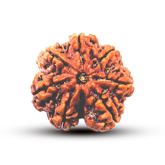 7 Mukhi Rudraksha (Nepali) - Super Collector