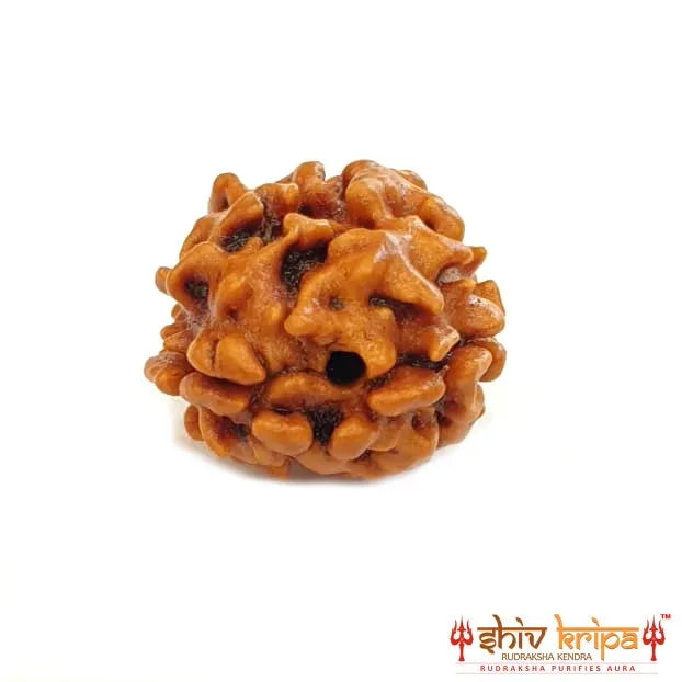 2 Mukhi Rudraksha (Himalayan Premium)