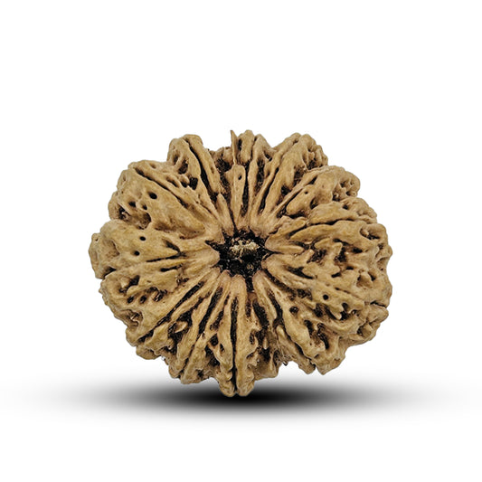 12 Mukhi Nepali Rudraksha 2