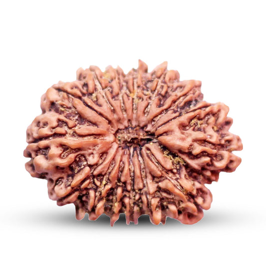 16 Mukhi Rudraksha (Nepali) - Super Collector