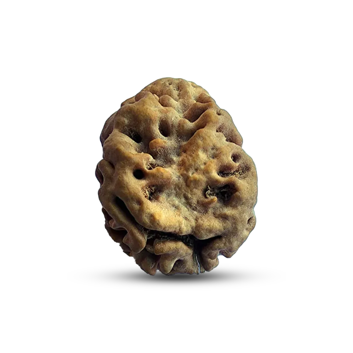 2 Mukhi Rudraksha (Nepali) - Super Collector