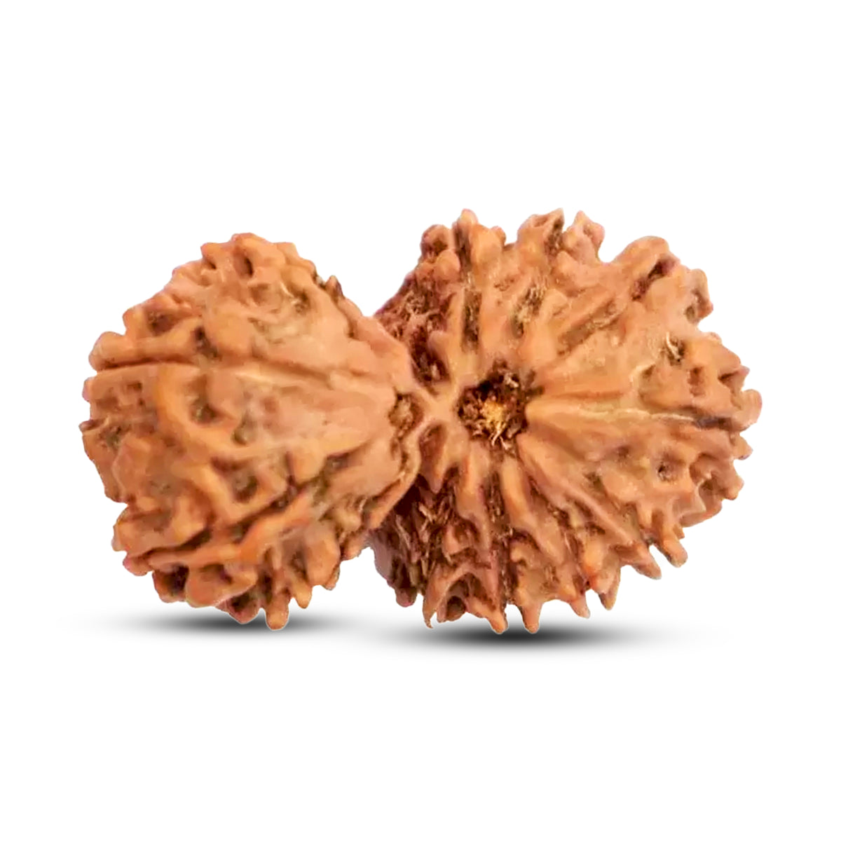 Natural 15 Mukhi Rudraksha (Nepali) - Gaurishankar