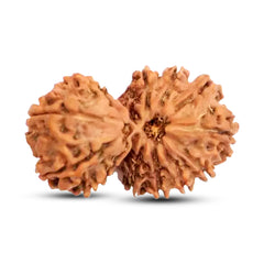 Natural 15 Mukhi Rudraksha (Nepali) - Gaurishankar