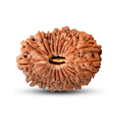 20 Mukhi Rudraksha (Nepali) - Super Collector