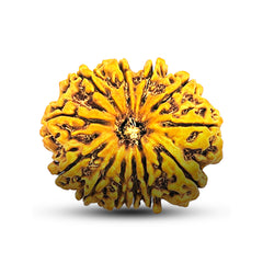 12 Mukhi Rudraksha (Nepali) - Super Collector