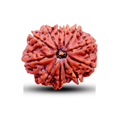 12 Mukhi Rudraksha (Nepali) - Medium