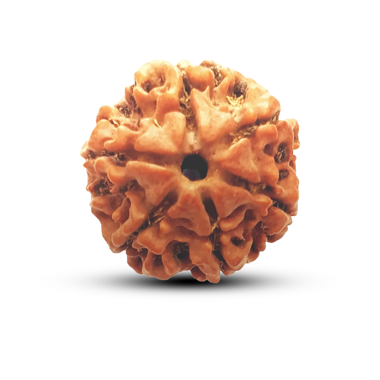 6 Mukhi Rudraksha (Nepali) - Medium