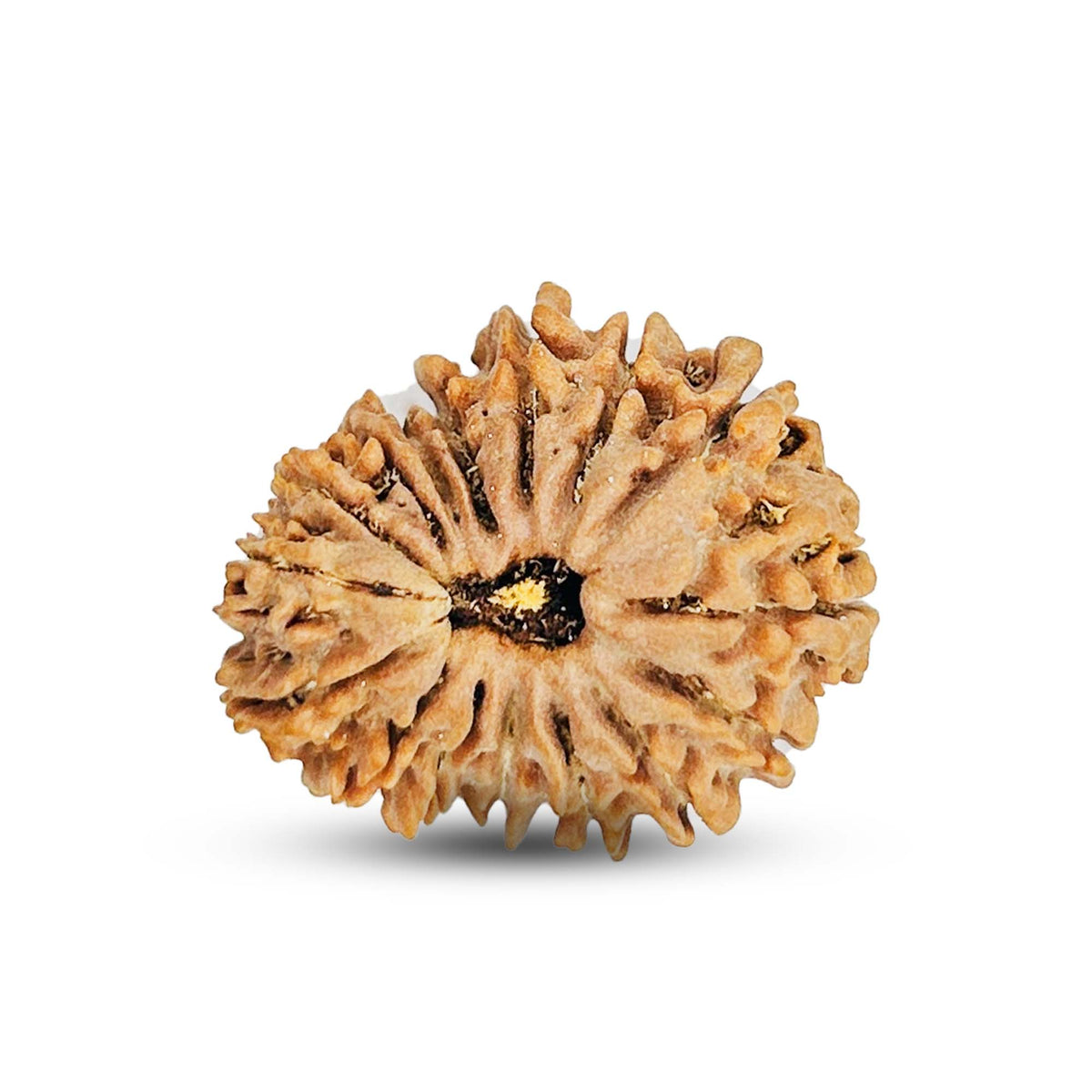 16 Mukhi Rudraksha (Nepali) - Regular