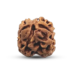 2 Mukhi Rudraksha (Nepali) - Regular