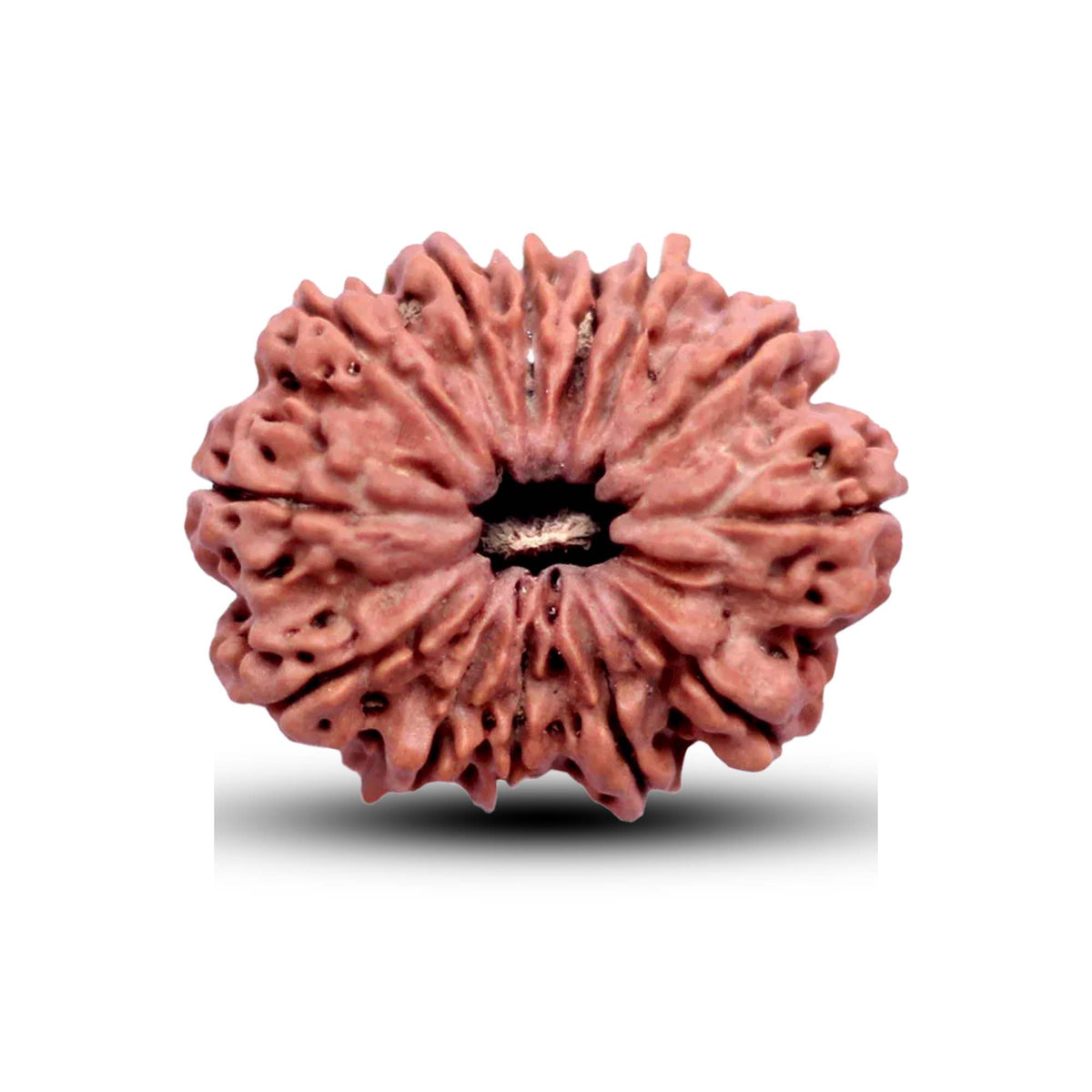 13 Mukhi Rudraksha (Nepali) - Collector