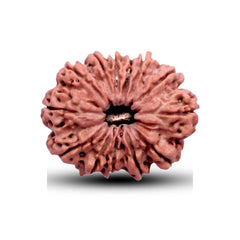 13 Mukhi Rudraksha (Nepali) - Collector