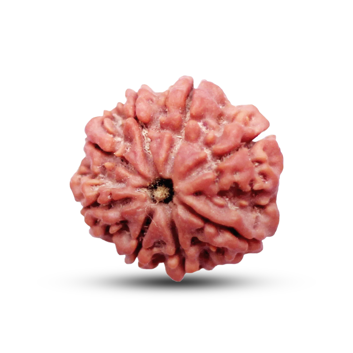 8 Mukhi Rudraksha (Nepali) - Medium