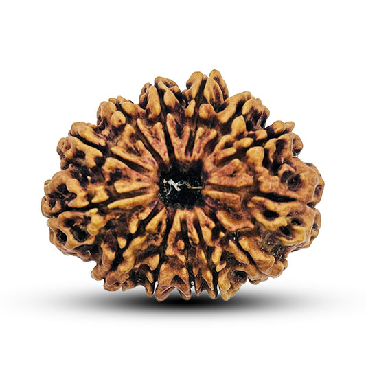 13 Mukhi Nepali Rudraksha 2