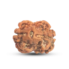 2 Mukhi Rudraksha (Nepali) - Medium