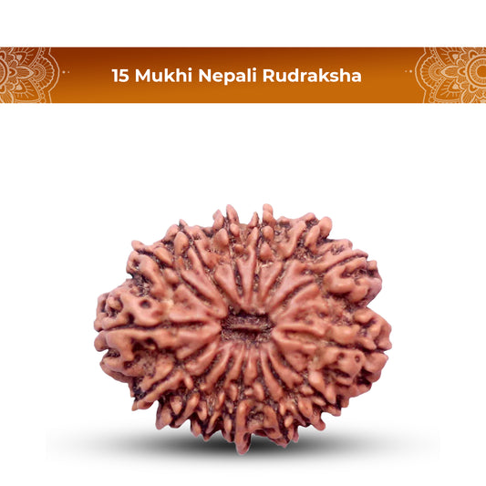 15 Mukhi Rudraksha (Nepali) - Super Collector