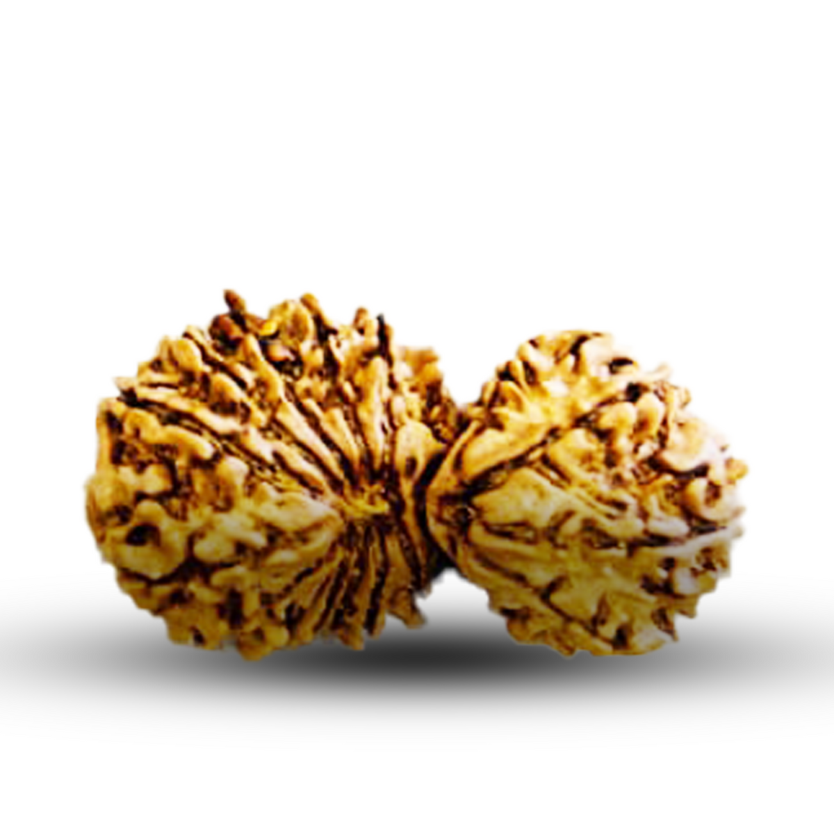 Natural 18 Mukhi Rudraksha (Nepali) - Gaurishankar