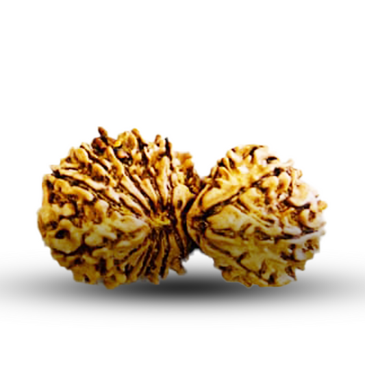 Natural 18 Mukhi Rudraksha (Nepali) - Gaurishankar