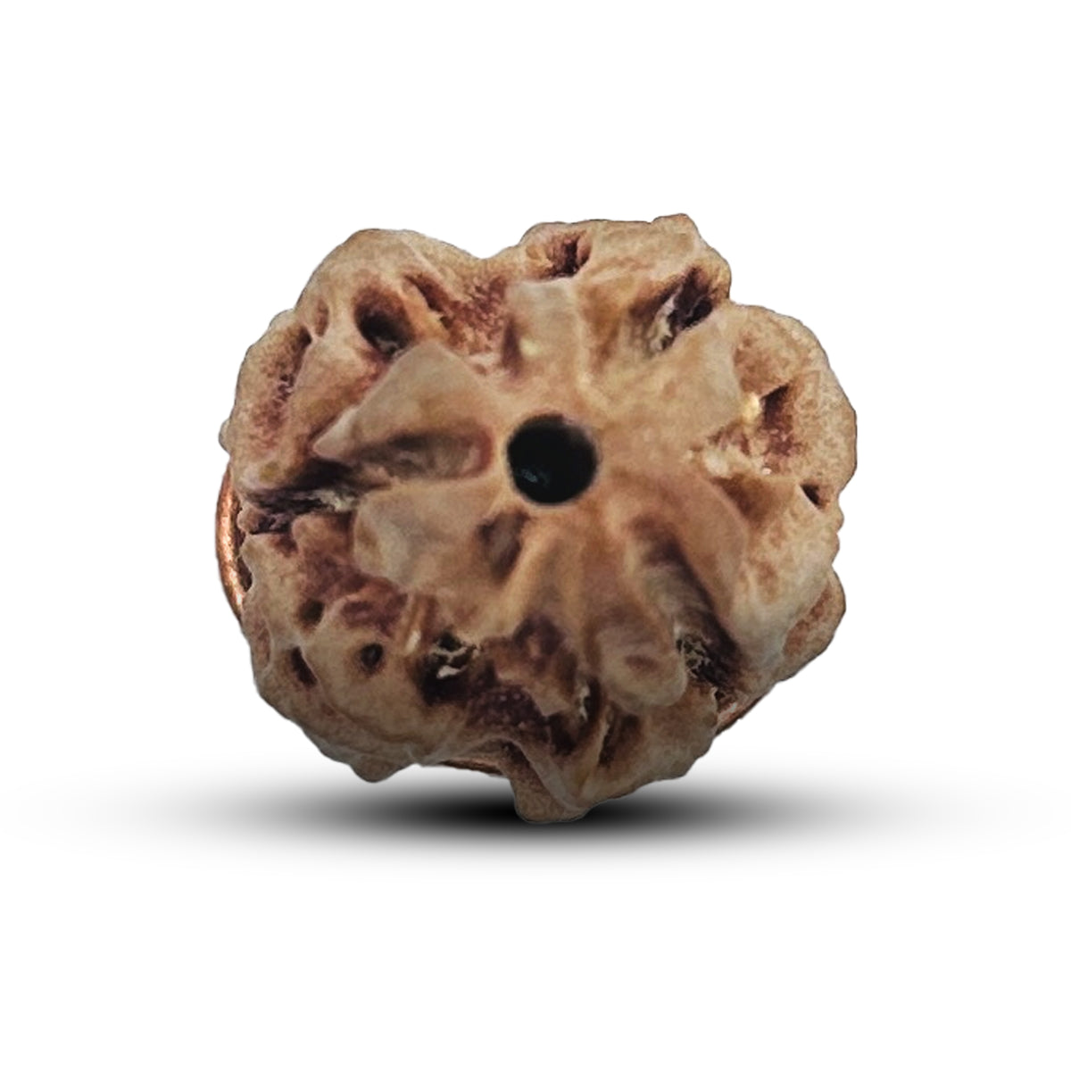 3 Mukhi Rudraksha (Nepali) - Collector