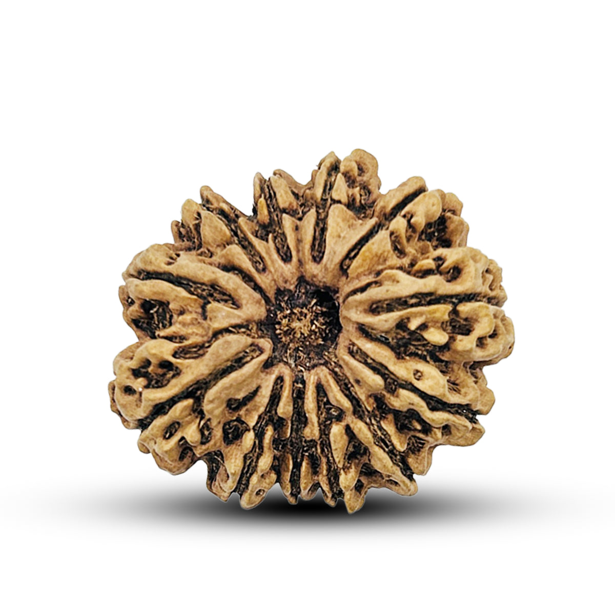 12 Mukhi Nepali Rudraksha