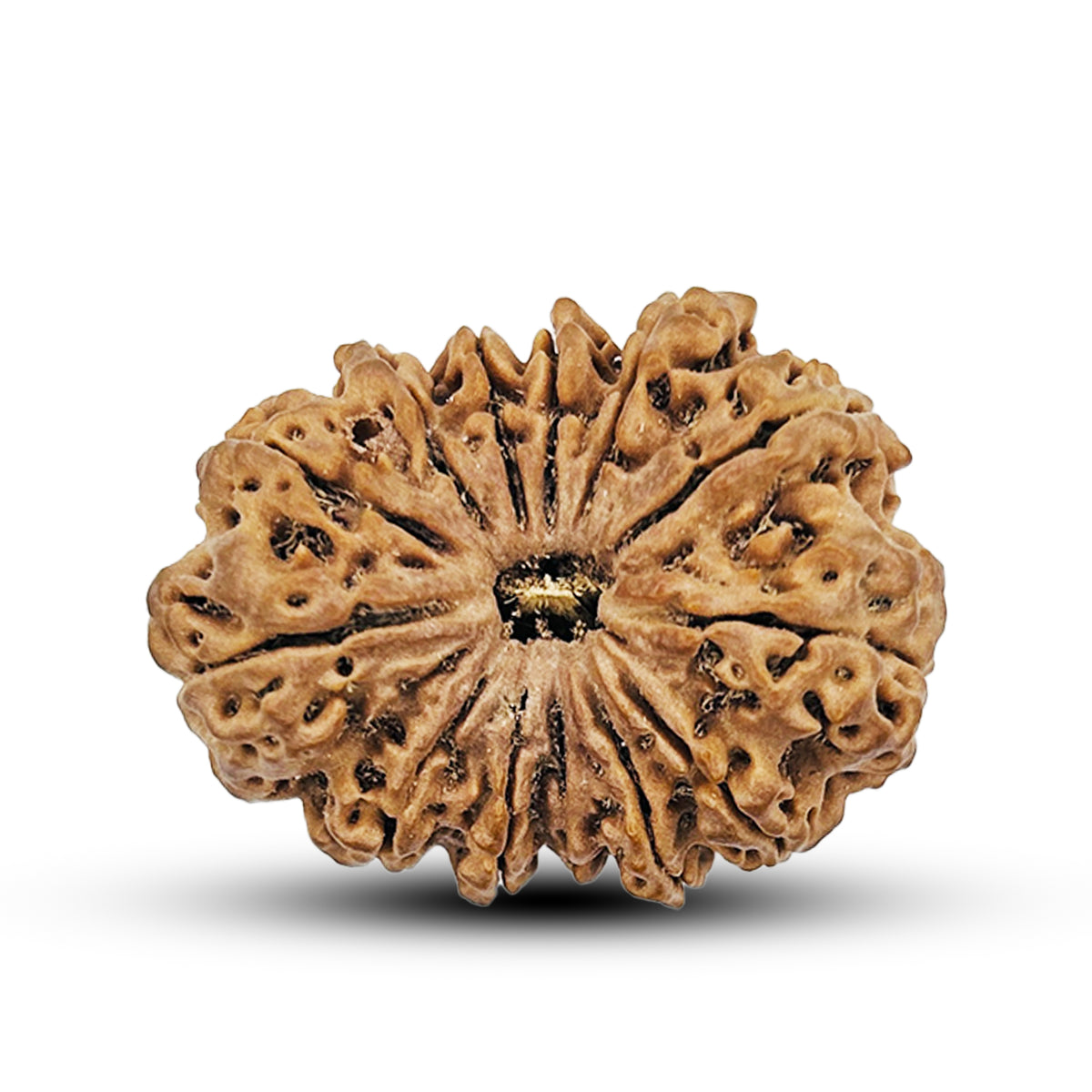 13 Mukhi Nepali Rudraksha 1