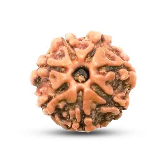 7 Mukhi Rudraksha (Nepali) - Regular