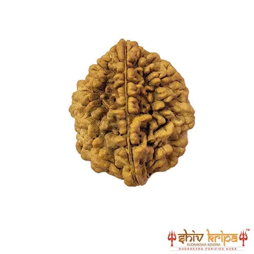 2 Mukhi South Indian Rudraksha