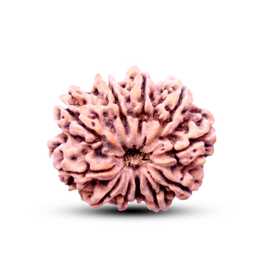 11 Mukhi Rudraksha (Nepali) - Medium