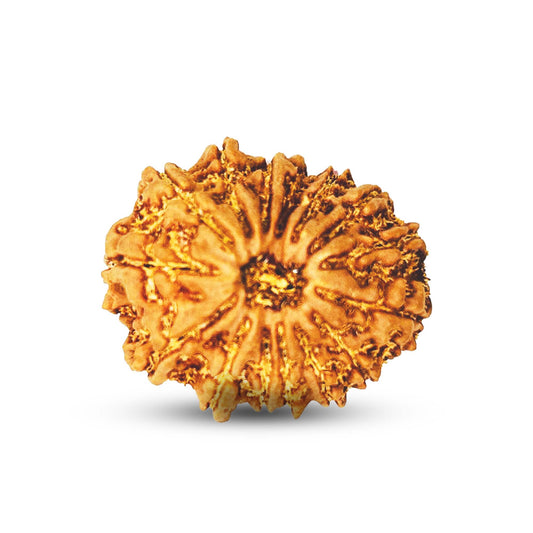 15 Mukhi Rudraksha (Nepali) - Regular