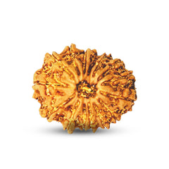 15 Mukhi Rudraksha (Nepali) - Regular