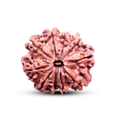 10 Mukhi Rudraksha (Nepali) - Collector