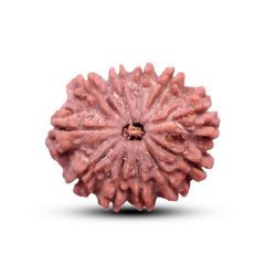 11 Mukhi Rudraksha (Nepali) - Collector