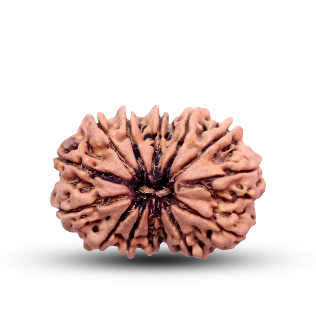 14 Mukhi Rudraksha (Nepali) - Super Collector