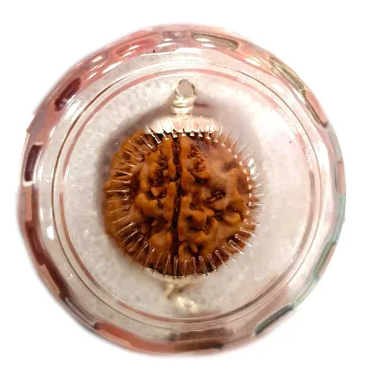 1 Mukhi Rudraksha Round shape (Nepali)