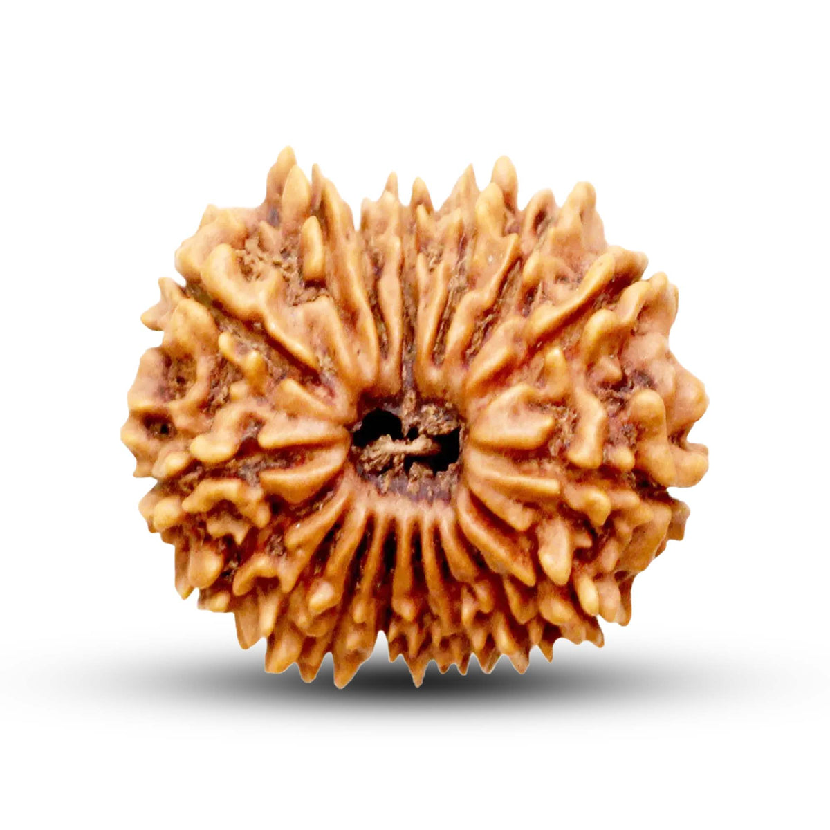 17 Mukhi Rudraksha (Nepali) - Regular