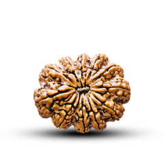 11 mukhi 11 seeds Rudraksha