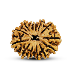 13 Mukhi Rudraksha (Nepali) - Medium