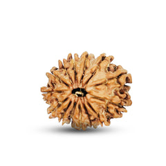 14 Mukhi Rudraksha (Nepali) - Regular